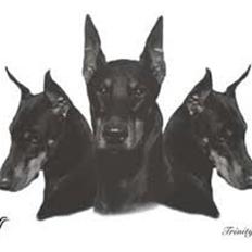 Dobermann Candy