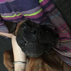 Boxer Bongo