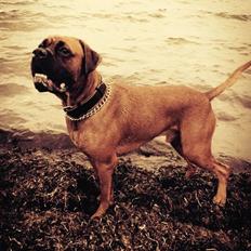 Boxer Bongo