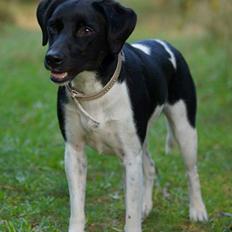 Blanding af racer plet