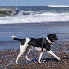 Blanding af racer plet