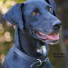 Blanding af racer Albert