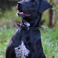 Blanding af racer Albert