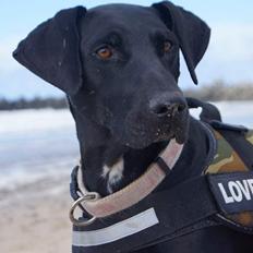 Blanding af racer Albert