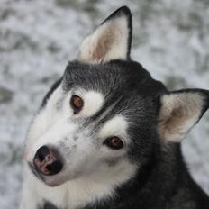 Siberian husky Snow Husky Ziemabor Jamie [Himmelhund] 
