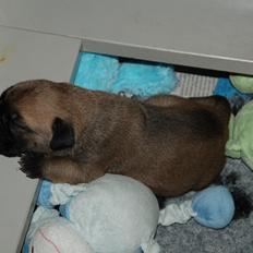 Bullmastiff Boulevard of fame Dice