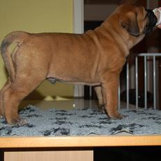 Bullmastiff Boulevard of fame Dice