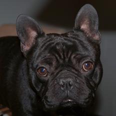 Fransk bulldog Ejnar