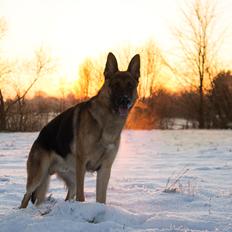 Schæferhund Degner Carlo
