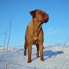 Blanding af racer Rottweiler/Cane Corso/Dogue de Brodeaux - Gabi