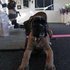 Boxer India von Ellinghaus