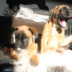 Boxer India von Ellinghaus