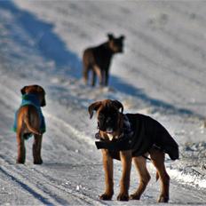 Boxer India von Ellinghaus