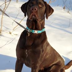 Labrador retriever Aslan *-Bor hos hans hundefar-*