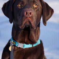 Labrador retriever Aslan *-Bor hos hans hundefar-*