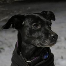 Blanding af racer Mille (RIP 2005-2019)