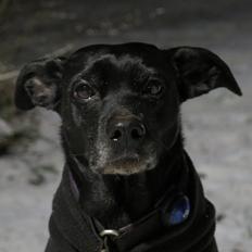 Blanding af racer Mille (RIP 2005-2019)