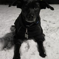 Blanding af racer Mille (RIP 2005-2019)