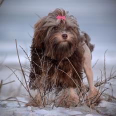 Løwchen Lions of Denmark Hot Brandy ´n Cream *Gabie*