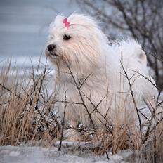 Løwchen Lions of Denmark WhiteWesper Denice *Ema*