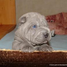 Shar pei Bertram