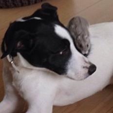 Dansk svensk gaardhund Bella