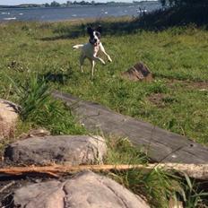 Dansk svensk gaardhund Bella