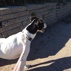 Dansk svensk gaardhund Bella