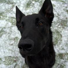 Hollandsk hyrdehund Lancelot