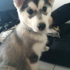 Blanding af racer Peanut