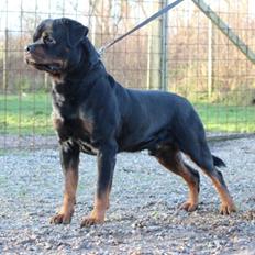Rottweiler BASUKA 2 VOM HAUSE WENORRA