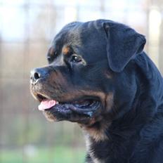 Rottweiler BASUKA 2 VOM HAUSE WENORRA