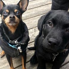 Blanding af racer Ninja *pivdyr*