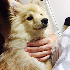 Mittelspitz Kirsten(tidligere hund)