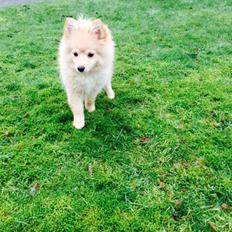 Mittelspitz Kirsten(tidligere hund)