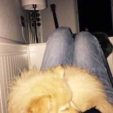 Mittelspitz Kirsten(tidligere hund)