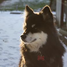 Finsk lapphund Ulla