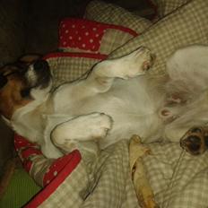 Jack russell terrier Jackson ( Jack )