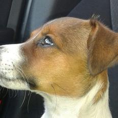 Jack russell terrier Jackson ( Jack )
