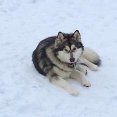 Alaskan malamute silver