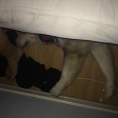 Alaskan malamute silver