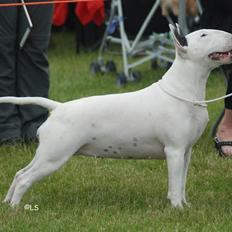 Bullterrier Amy