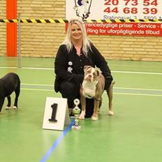 Olde english bulldogge Reservoirbulls Minerva (Gudrun)