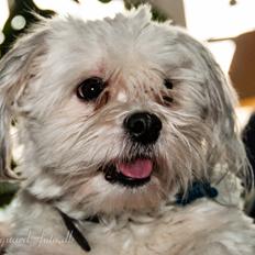Bichon havanais Kimba (Frihedshåbs Timon)