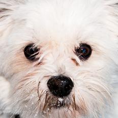 Bichon havanais Kimba (Frihedshåbs Timon)