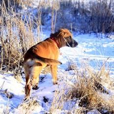 Blanding af racer Bella