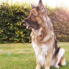 Schæferhund Sila