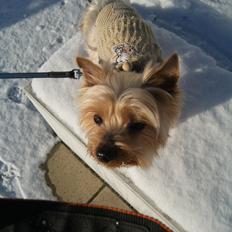 Yorkshire terrier Gibbs