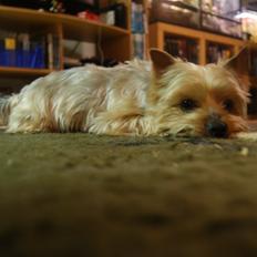 Yorkshire terrier Gibbs