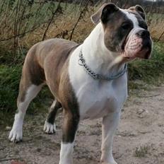 Olde english bulldogge DiamondBulls Anastasia aka "Åse"